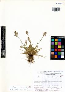 Мятлик альпийский L., Сибирь, Прибайкалье и Забайкалье (S4) (Россия)