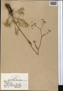 Ферула татарская Fisch. ex Spreng., Средняя Азия и Казахстан, Северный и Центральный Казахстан (M10) (Казахстан)