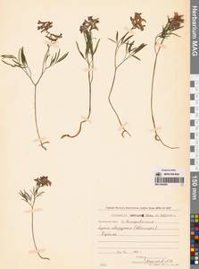 Хохлатка сомнительная Cham. & Schltdl., Сибирь, Дальний Восток (S6) (Россия)