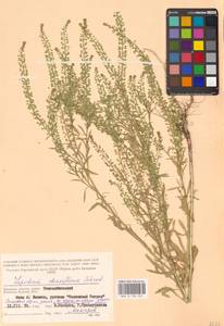 Клоповник густоцветковый Schrad., Восточная Европа, Западный район (E3) (Россия)