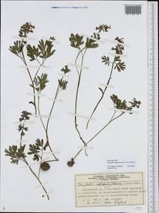 Corydalis subjenisseensis E. M. Antipova, Сибирь, Центральная Сибирь (S3) (Россия)