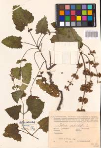 MHA 0 156 494, Шалфей мутовчатый L., Восточная Европа, Центральный район (E4) (Россия)