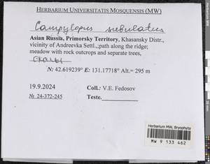 Campylopus subulatus Schimp. ex Milde, Гербарий мохообразных, Мхи - Дальний Восток (без Чукотки и Камчатки) (B20) (Россия)