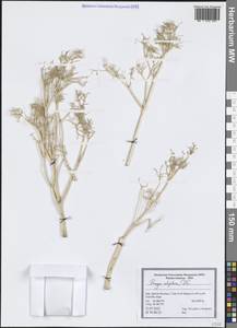 Прангос курчавокрылый DC., Зарубежная Азия (ASIA) (Иран)