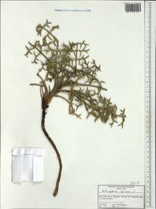 Echinophora spinosa L., Западная Европа (EUR) (Италия)