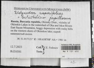 Husnotiella asperifolia (Mitt.) J.A. Jiménez & M.J. Cano, Гербарий мохообразных, Мхи - Прибайкалье и Забайкалье (B18) (Россия)