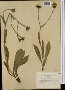 Crepis pyrenaica (L.) Greuter, Западная Европа (EUR) (Италия)