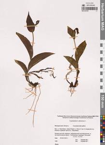 Венерин башмачок настоящий L., Сибирь, Чукотка и Камчатка (S7) (Россия)