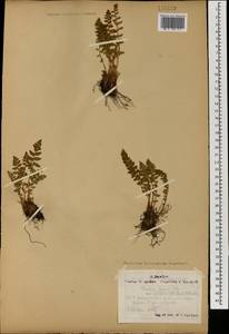 Вудсия эльбская (L.) R.Br., Монголия (MONG) (Монголия)