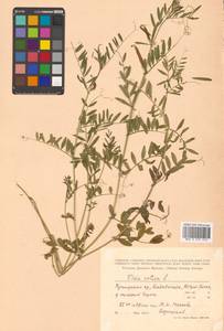 Горошек черный Ehrh., Сибирь, Дальний Восток (S6) (Россия)