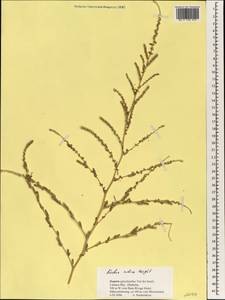 Bassia indica (Wight) A. J. Scott, Зарубежная Азия (ASIA) (Кипр)