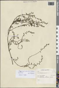 Спорыш обыкновенный вытаптываемый (Lindm.) Wissk., Западная Европа (EUR) (Нидерланды)
