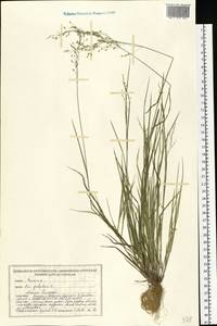 Мятлик болотный L., Восточная Европа, Белоруссия (E3a) (Белоруссия)