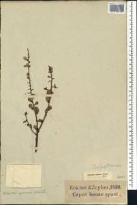 Gymnosporia heterophylla (Eckl. & Zeyh.) Loes., Африка (AFR) (ЮАР)