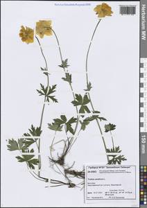 Купальница азиатская L., Сибирь, Центральная Сибирь (S3) (Россия)