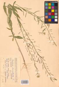 Желтушник левкойный L., Восточная Европа, Западный район (E3) (Россия)