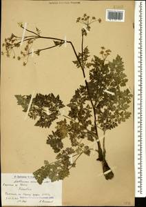 Anthriscus sylvestris subsp. sylvestris, Кавказ, Армения (K5) (Армения)