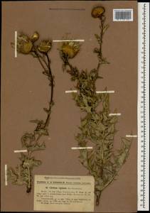 Cirsium rigidum DC., Кавказ, Грузия (K4) (Грузия)