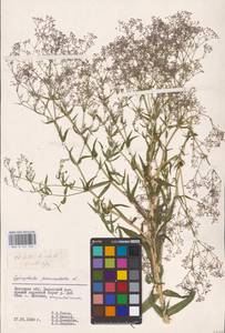 Качим метельчатый L., Восточная Европа, Центральный лесостепной район (E6) (Россия)