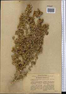 Piptoptera turkestana Bunge, Средняя Азия и Казахстан, Сырдарьинские пустыни и Кызылкумы (M7) (Казахстан)