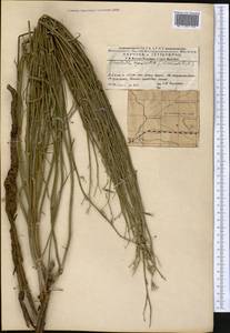 Хондрилла Боссэ Iljin, Средняя Азия и Казахстан, Муюнкумы, Прибалхашье и Бетпак-Дала (M9) (Казахстан)