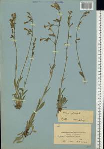 Смолевка поникшая L., Восточная Европа, Московская область и Москва (E4a) (Россия)