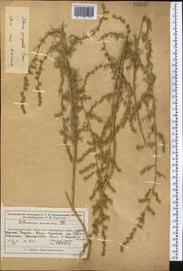 Полынь пятидольчатая Trautv., Средняя Азия и Казахстан, Муюнкумы, Прибалхашье и Бетпак-Дала (M9) (Казахстан)