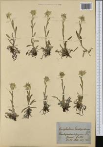 Leontopodium nivale subsp. alpinum (Cass.) Greuter, Западная Европа (EUR) (Швейцария)