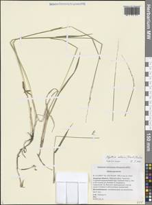 Волоснец сибирский (Trautv.) J.L.Yang & C.Yen, Сибирь, Дальний Восток (S6) (Россия)