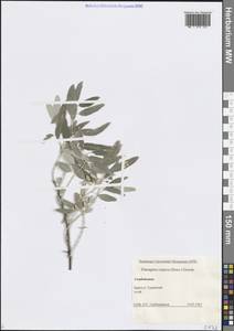 Лох узколистный, Лох обыкновенный L., Кавказ, Азербайджан (K6) (Азербайджан)