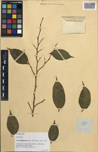 Ficus virgata Reinw. ex Bl., Зарубежная Азия (ASIA) (Филиппины)