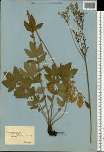 Таволга вязолистная (L.) Maxim., Восточная Европа, Южно-Украинский район (E12) (Украина)