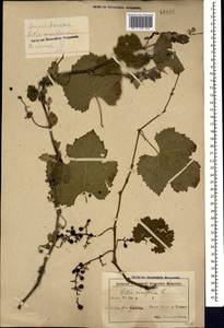 Виноград обыкновенный L., Кавказ, Азербайджан (K6) (Азербайджан)