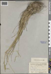 Ячмень короткоостистый (Trin.) Link, Средняя Азия и Казахстан, Прикаспийский Устюрт и Северное Приаралье (M8) (Казахстан)