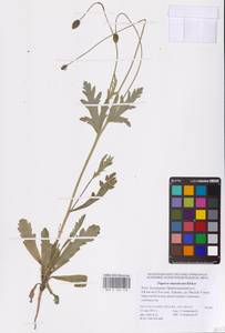 Мак гладкий M.Bieb., Восточная Европа, Нижневолжский район (E9) (Россия)