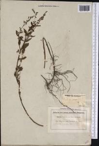 Cuphea racemosa (L. fil.) Sprengel, Америка (AMER) (Бразилия)