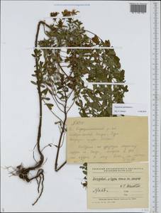 Зверобой продырявленный L., Восточная Европа, Средневолжский район (E8) (Россия)