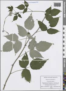 Rubus occidentalis L., Восточная Европа, Центральный лесостепной район (E6) (Россия)