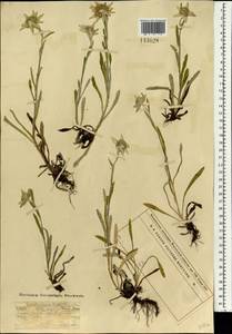 Эдельвейс полевой (Ledeb.) Hand.-Mazz., Монголия (MONG) (Монголия)