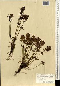 Мытник мутовчатый L., Монголия (MONG) (Монголия)