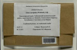 Ulota curvifolia (Wahlenb.) Sw., Гербарий мохообразных, Мхи - Красноярский край, Тыва и Хакасия (B17) (Россия)