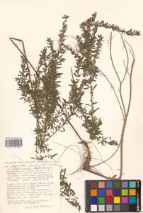 Леспедеца ситниковая (L.f.) Pers., Сибирь, Дальний Восток (S6) (Россия)