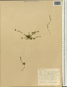 Брайя низкая, Неоторулярия низкая (C.A. Mey.) B.L. Rob., Зарубежная Азия (ASIA) (КНР)