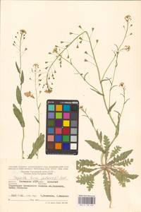 Пастушья сумка обыкновенная (L.) Medik., Восточная Европа, Нижневолжский район (E9) (Россия)