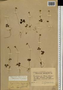 Coptidium lapponicum (L.) Á. Löve & D. Löve, Сибирь, Западная Сибирь (S1) (Россия)