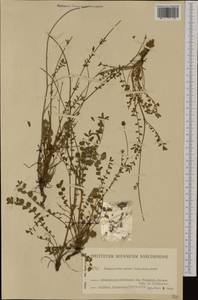 Poterium sanguisorba subsp. sanguisorba, Западная Европа (EUR) (Испания)