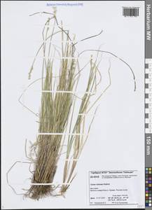 Осока седеющая, Осока сероватая, Сибирь, Центральная Сибирь (S3) (Россия)