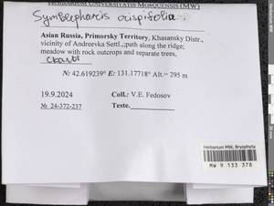 Symblepharis crispifolia (Mitt.) Fedosov, M. Stech & Ignatov, Гербарий мохообразных, Мхи - Дальний Восток (без Чукотки и Камчатки) (B20) (Россия)