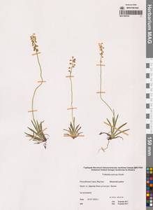 Тофильдия поникающая Sm., Сибирь, Якутия (S5) (Россия)