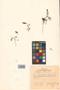 Астрагал полярный (Seem.) Benth., Сибирь, Чукотка и Камчатка (S7) (Россия)